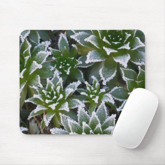 Hen & Chicken succulent met frost in het begin Muismat (Met muis)