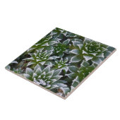 Hen & Chicken succulent met frost in het begin Tegeltje (Zijkant)