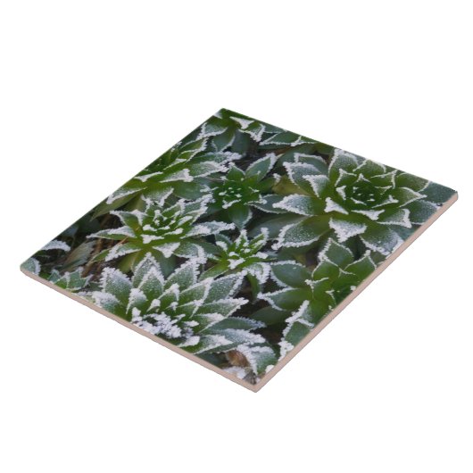 Hen & Chicken succulent met frost in het begin Tegeltje (Zijkant)