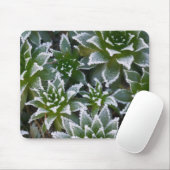 Hen & Chicks vetplant met vorst 's ochtends vroeg Muismat (Met muis)