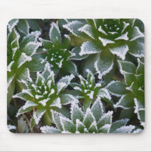 Hen & Chicks vetplant met vorst 's ochtends vroeg Muismat