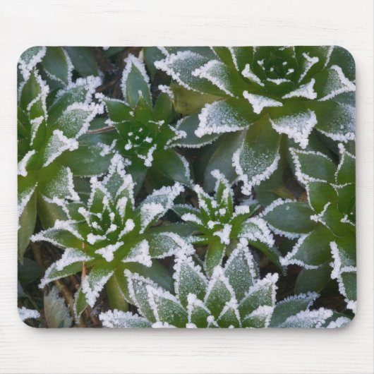 Hen & Chicks vetplant met vorst 's ochtends vroeg Muismat (Voorkant)