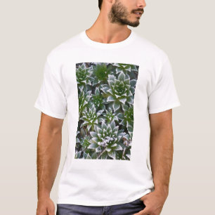 Hen & Chicks vetplant met vorst 's ochtends vroeg T-shirt