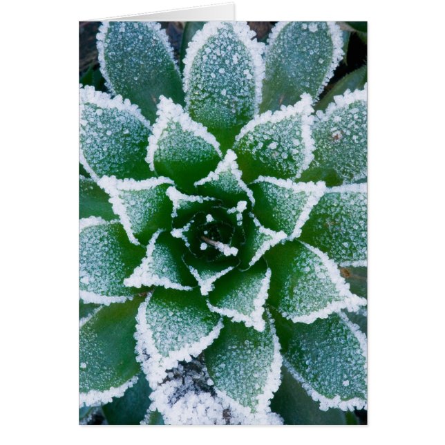 Hen & Chicks vetplant met vorst vroeg (Voorkant)