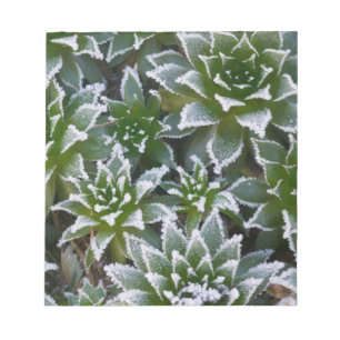 Hen & Chicks vetplant met vorst vroeg in de Notitieblok