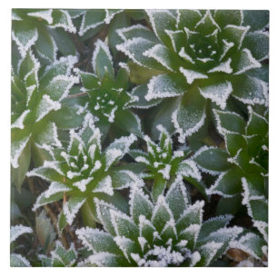 Hen & Chicks vetplant met vorst vroeg in de Tegeltje