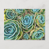 Hen en Chicken Briefkaart (Voorkant)