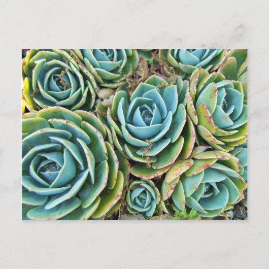 Hen en Chicken Briefkaart (Voorkant)