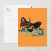 Hen- en Chicks Farming Scene Briefkaart (Voorkant / Achterkant)