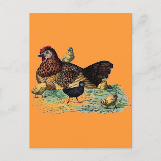 Hen- en Chicks Farming Scene Briefkaart (Voorkant)