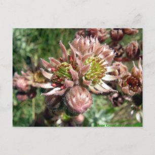 Hen- en cichorei (Sempervivum)-bloemen Briefkaart