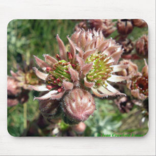 Hen- en cichorei (Sempervivum)-bloemen Muismat