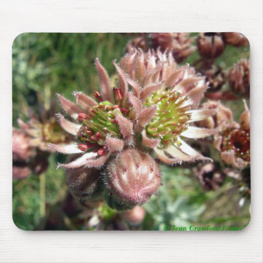 Hen- en cichorei (Sempervivum)-bloemen Muismat (Voorkant)