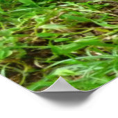 Hen en en Chick Poster (Hoek)