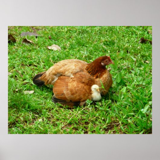 Hen en en Chick Poster (Voorkant)