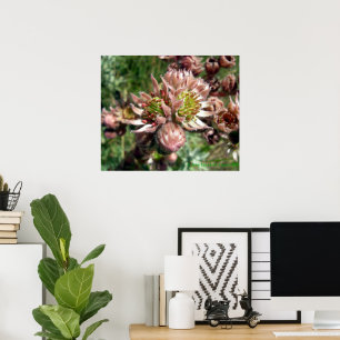 Hen en kuikens (Sempervivum) bloemen Poster