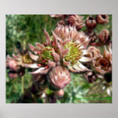 Hen en kuikens (Sempervivum) bloemen Poster (Voorkant)