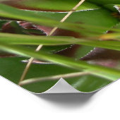 Hen en kuikens (Sempervivum) Poster (Hoek)