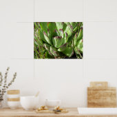 Hen en kuikens (Sempervivum) Poster (Keuken)