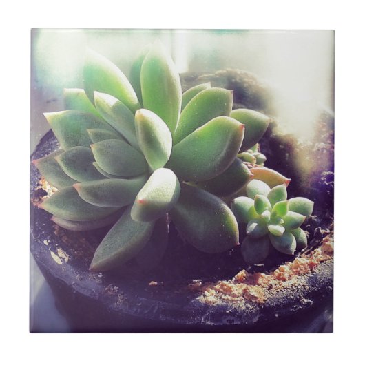 Hen- en Planten voor kippen Tegeltje (Voorkant)