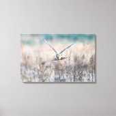 HEN harrier Canvas Afdruk (Voorkant)