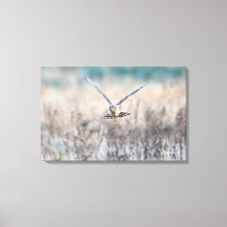 HEN harrier Canvas Afdruk