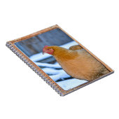 Hen in Coop Doorway Notitieboek (Rechterzijde)