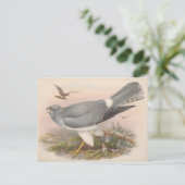 Hen Marsh Harrier Bird_GC - Briefkaart (Staand voorkant)