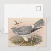 Hen Marsh Harrier Bird_GC - Briefkaart (Voorkant / Achterkant)