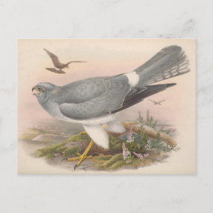 Hen Marsh Harrier Bird_GC - Briefkaart