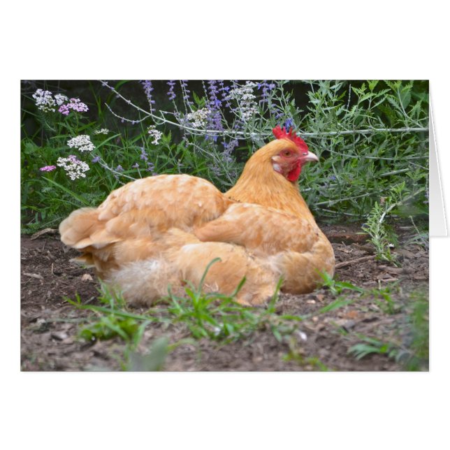 Hen Notecard (Voorkant Horizontaal)