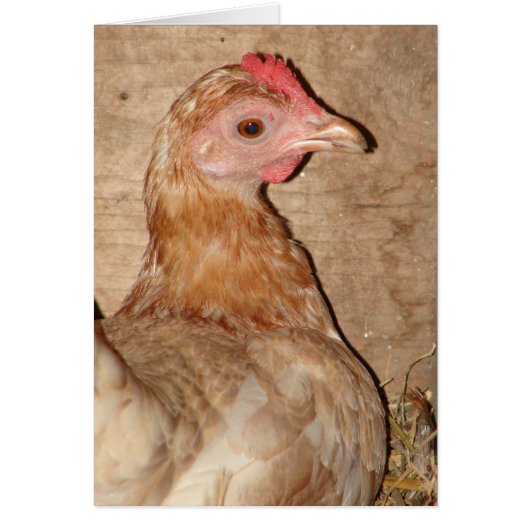 Hen op Nest (Voorkant)