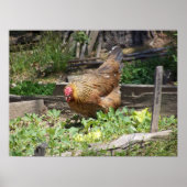 Hen poster (Voorkant)