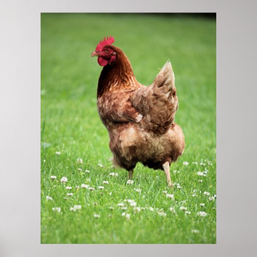 Hen Poster (Voorkant)