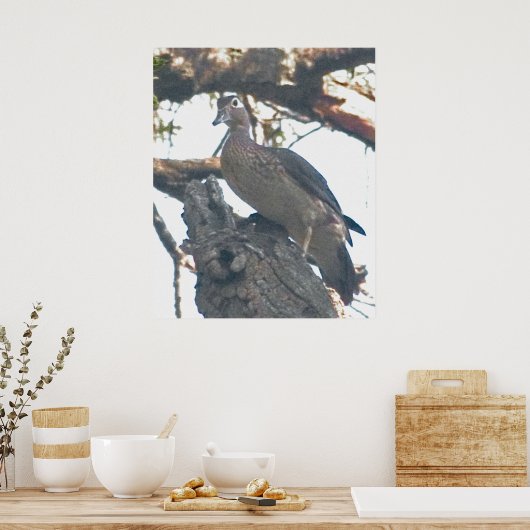 Hen Woodduck Poster (Keuken)