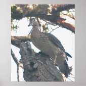 Hen Woodduck Poster (Voorkant)