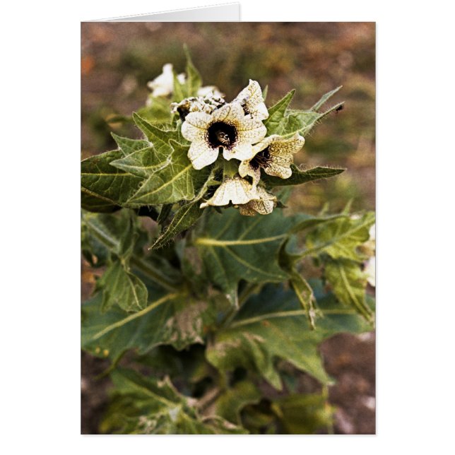 Henbane plant (Voorkant)