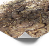 Henen en Baby Poster (Hoek)