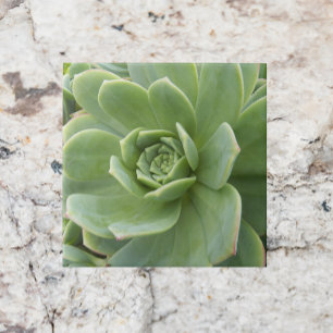 Henen en kippen Succulent Plant Floral Tegeltje