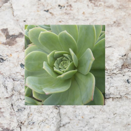 Henen en kippen Succulent Plant Floral Tegeltje