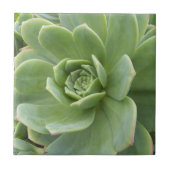 Henen en kippen Succulent Plant Floral Tegeltje (Voorkant)