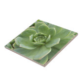 Henen en kippen Succulent Plant Floral Tegeltje (Zijkant)