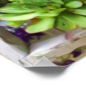 Henen en kippen Succulenten Fotoolie Schilderen Poster (Hoek)