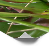 Henen en kuikens (Sempervivum) Poster (Hoek)