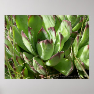 Henen en kuikens (Sempervivum) Poster