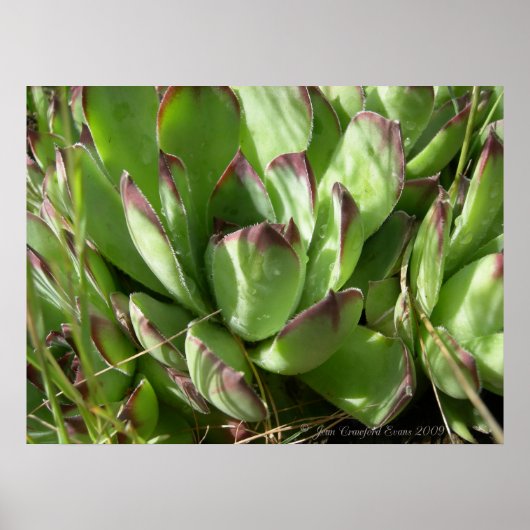 Henen en kuikens (Sempervivum) Poster (Voorkant)