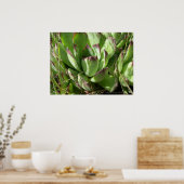 Henen en kuikens (Sempervivum) Poster (Keuken)