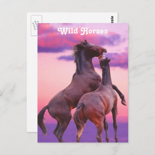 Hengsten spelen Briefkaart (Voorkant / Achterkant)