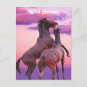 Hengsten spelen Briefkaart (Voorkant)