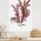 Henry Bradbury's geperste seaweed 10 Poster (Keuken)